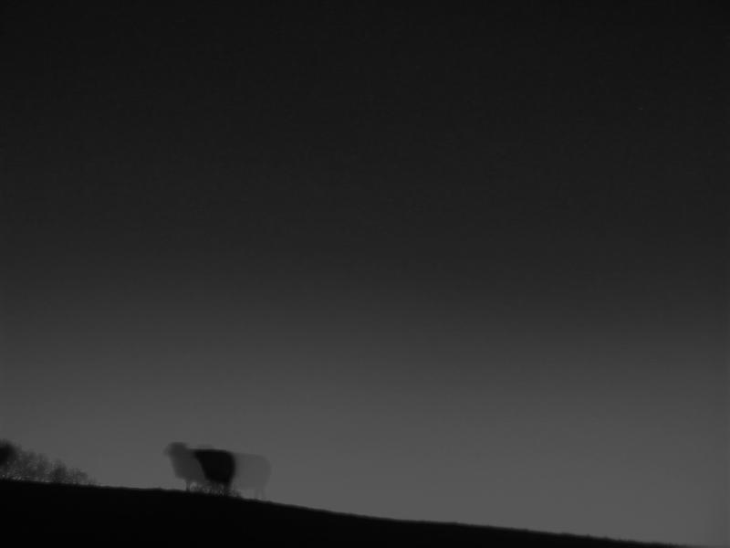 飘在深夜的湖 | 默默移动的羊